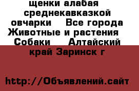 щенки алабая ( среднекавказкой овчарки) - Все города Животные и растения » Собаки   . Алтайский край,Заринск г.